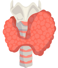 УЗИ щитовидной железы