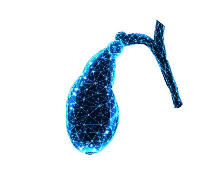 УЗИ желчного пузыря УЗИ желчного пузыря