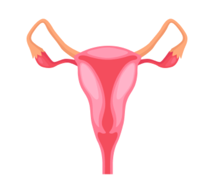 УЗИ матки и придатков УЗИ матки и придатков