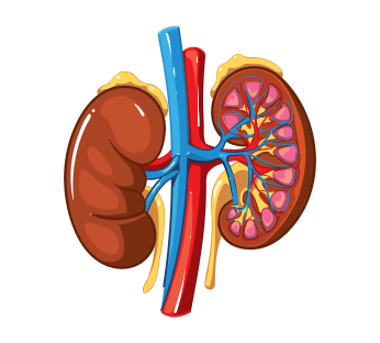 УЗИ надпочечников УЗИ надпочечников