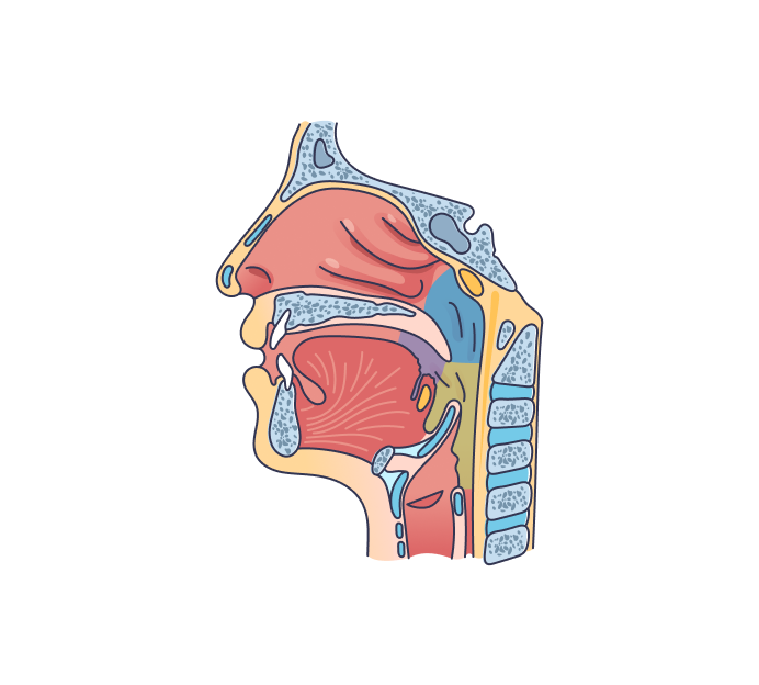 Эндоскопия носа