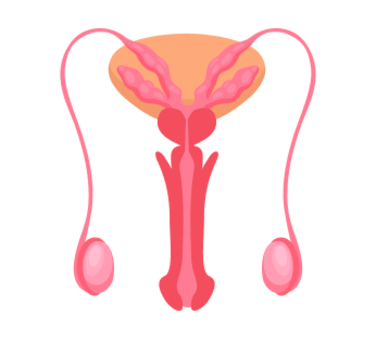 УЗИ мошонки