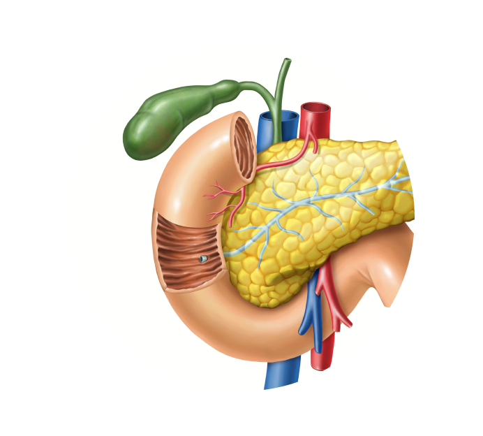 Дуоденоскопия Дуоденоскопия