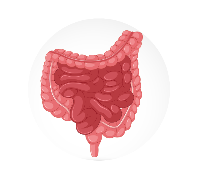 Ректороманоскопия (РРС)