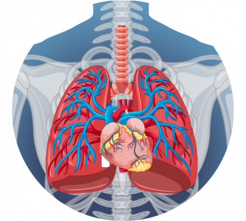 УЗИ органов грудной клетки УЗИ органов грудной клетки